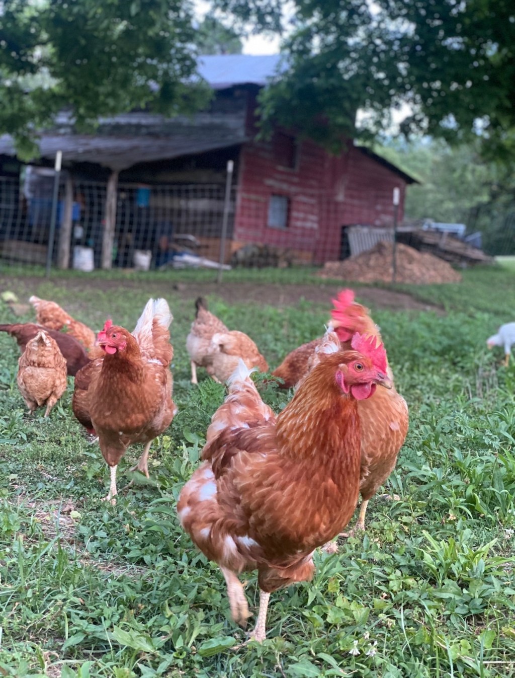 3 Mistakes I Made As A First Time&nbsp;Homesteader